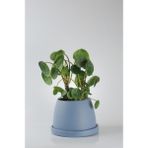 Pilea Para Çiçeği El Yapımı Seramik Beyaz Bipot Saksıda Pilea Peperomioides - MAVİ