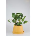 Pilea Para Çiçeği El Yapımı Seramik Beyaz Bipot Saksıda Pilea Peperomioides - SARI