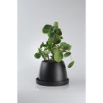 Pilea Para Çiçeği El Yapımı Seramik Beyaz Bipot Saksıda Pilea Peperomioides - SİYAH