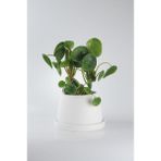 Pilea Para Çiçeği El Yapımı Seramik Beyaz Bipot Saksıda Pilea Peperomioides