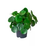 Pilea Para Çiçeği Fidanı 10-20 Cm