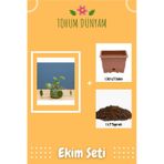 Pilea Peperomioides Çiçeği Tohumu Ekim Seti