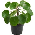 Pilea Peperomioides - Çin Para Ağacı - Ev Ofis Salon Iç Mekan Bitkisi - Saksı Çapı 12 cm