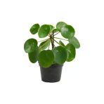 Pilea Peperomioides Çin Para Ağacı Fidanı 10-20 Cm