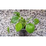 Pilea Peperomioides, Çin Para Ağacı, Para Çiçeği Fidanı 10-20 cm