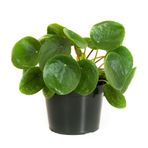 Pilea Peperomioides Çin Para Bitkisi