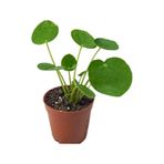 Pilea Peperomioides Çin Para Çiçeği Çin Para Bitkisi 10-20 Cm