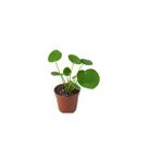 Pilea Peperomioides Çin Para Çiçeği Çin Para Bitkisi