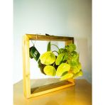 Pilea Peperomioides Kokedama, Çin Para Çiçeği Kokedama.