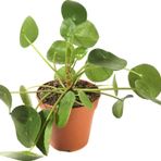 Pilea Peperomioides Para Çiçeği