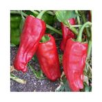 Pinaper Seed Karaisalı Salçalık Biber Tohumu 5 Gr - 1 Paket