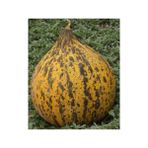 Pinaper Seed Kırkağaç 637 Kavun Tohumu 10 gr Pınaper Tohumculuk - 1 Paket