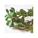 Pinaper Seed Semizotu Tohumu 5 gr Pınaper Tohumculuk - 1 Paket