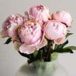 Pink Color Peony Pembe Renkli Şakayık Çiçeği Yumrusu 1 Adet