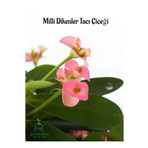 Pink Euphorbia Milii Dikenler Tacı Çiçeği Pembe Renk 15-25Cm