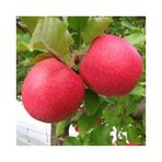 Pink Lady Elma Fidanı Aşılı - 2 Yaş Tüplü 80-100 Cm