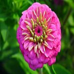 Pink Zinnia Kirli Hanım Çiçeği Tohumu -40 Adet