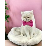 Pinky Pie Kedi Papyonu Kurdela Tasma