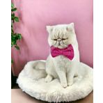 Pinky Pie Kedi Papyonu