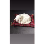 Piraye Hediyelik Eşya Minderde Uyuyan Peluş Kedi Beyaz