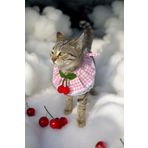 pistore Kedi Yakalık Kiraz Desenli Kedi Boyunluğu Kedi Tasması Kedi Kıyafeti Küçük Köpek Yakalık Tasma
