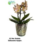 plant-home Cam Orkide Saksısı - 12 Pot Cam Orkide Saksısı - Cam Saksı Vazo