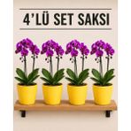 Plant Home Power Mix 4'lü Sarı Renk Orkide Saksısı