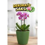 Plant Home Power Mix Orkide Saksısı Koyu Yeşil Dekoratif Dış Saksı 1 Adet- 12 Pot Şeffaf Orkide Üretim Saksısı Hediyeli