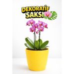 Plant Home Power Mix Orkide Saksısı Sarı Dekoratif Dış Saksı 1 Adet- 12 Pot Şeffaf Orkide Üretim Saksısı Hediyeli