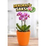 Plant Home Power Mix Orkide Saksısı Turuncu Dekoratif Dış Saksı 1 Adet- 12 Pot Şeffaf Orkide Üretim Saksısı Hediyeli