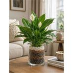 Plant Home Power Mix Şeffaf Dekoratif Saksı 1000 G - Bitki Cam Saksı