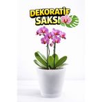 plant-home Yarı Şeffaf Dekoratif Orkide Saksısı - 12 Lik Üretim Saksısına Uygun Kaliteli Ürün