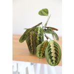 Plant in da House Maranta Fascinator Dua Çiçeği-ev Ofis Salon Iç Mekan Bitkisi