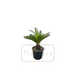 Plantera Cycas Revoluta - Sago Palmiyesi - Gövde 10-15 Cm Sıkas