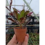 Plantis Botanik Aeonium Arboreum Atropurpureum 5,5 cm Saksılı Sukulent
