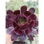 Plantis Botanik Aeonium Arboreum Atropurpureum 9 cm Saksılı Sukulent