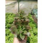 Plantis Botanik Aeonium Decorum 9 cm Saksılı Sukulent