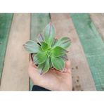 Plantis Botanik Aeonium Leucoblepharum 5,5 cm Saksılı Sukulent