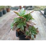 Plantis Botanik Aeonium Leucoblepharum 9 cm Saksılı Sukulent