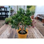 Plantis Botanik Crassula Ovata Para Ağacı Bonsai Formlu 4-5 Yaş