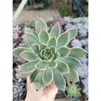 Plantis Botanik Echeveria Agavoides 9 cm Saksılı Sukulent