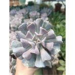Plantis Botanik Echeveria Cubic Frost 9 cm Saksılı Sukulent