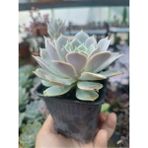 Plantis Botanik Echeveria Lola 9 cm Saksılı Sukulent