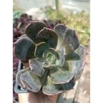 Plantis Botanik Echeveria Rop Roy 9 cm Saksılı Sukulent