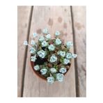 PLANTİS BOTANİK Sedum Spathulifolium 5,5 cm saksılı sukulent
