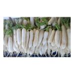 Plantistanbul 10 gr Turp Uzun Beyaz Japon Turp Tohumu