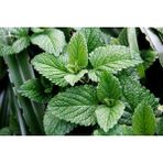 Plantistanbul 200 Adet Spearmint Kıvırcık Nane Tohumu