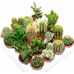Plantistanbul 25 Adet Kaktüs Karışık Çeşit Tohumu