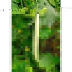 Plantistanbul 25 gr 016 Anadolu Acur Salata Tohumu