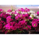 Plantistanbul 5 Adet Bougainvillea Begonvil Fidanı